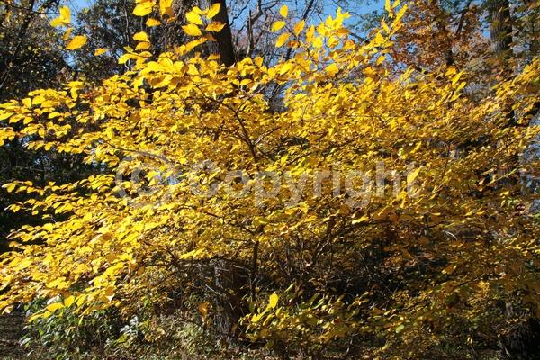 Yellow blooms; Green blooms; Deciduous; Broadleaf; North American Native