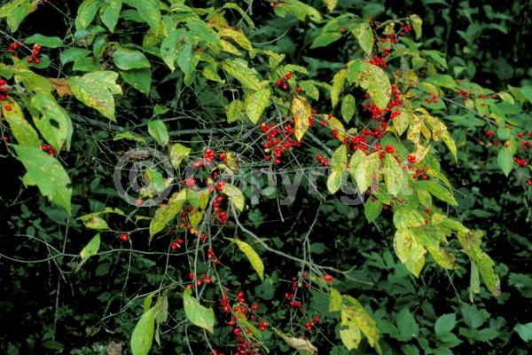 Yellow blooms; Green blooms; Deciduous; Broadleaf; North American Native