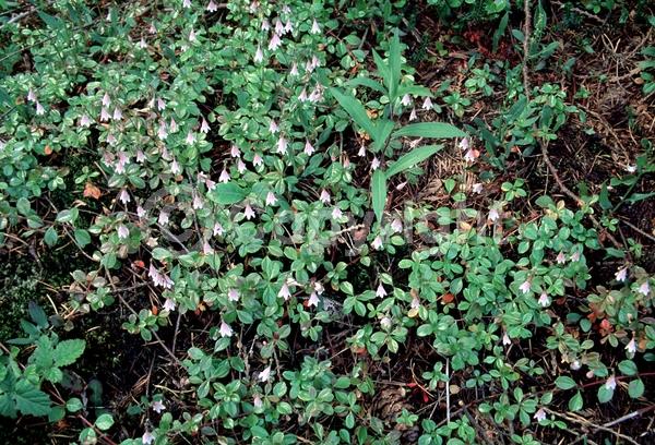Pink blooms; Evergreen; Broadleaf; North American Native