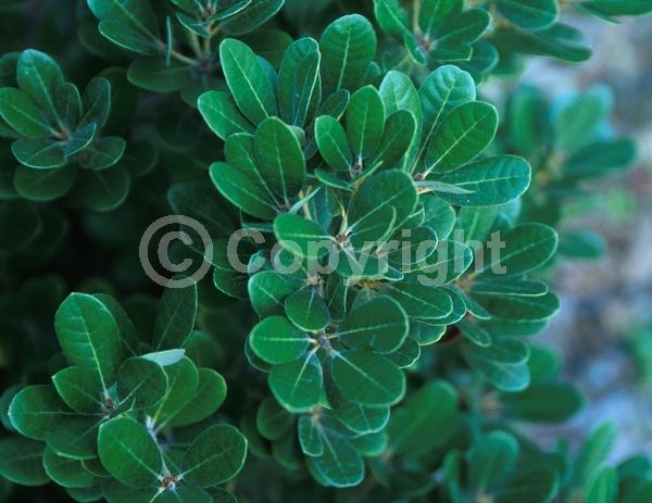 White blooms; Evergreen; North American Native