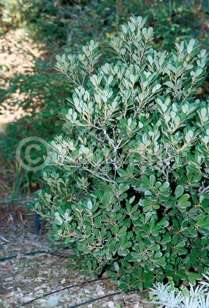 White blooms; Evergreen; North American Native