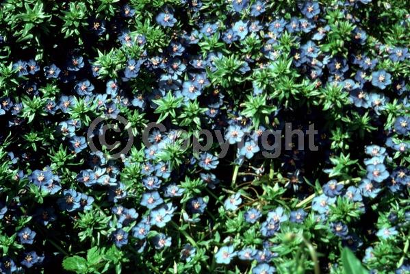 Blue blooms; Evergreen; Semi-evergreen