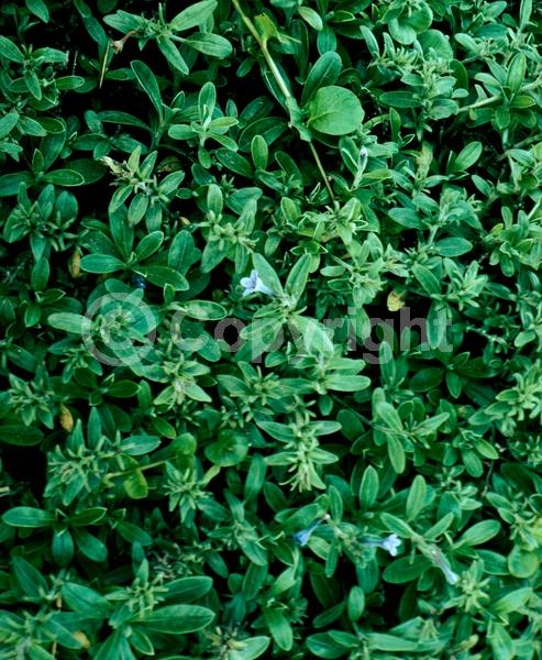 Blue blooms; Evergreen; Semi-evergreen