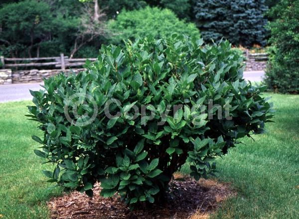 Yellow blooms; White blooms; Semi-evergreen