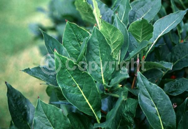 Yellow blooms; White blooms; Semi-evergreen