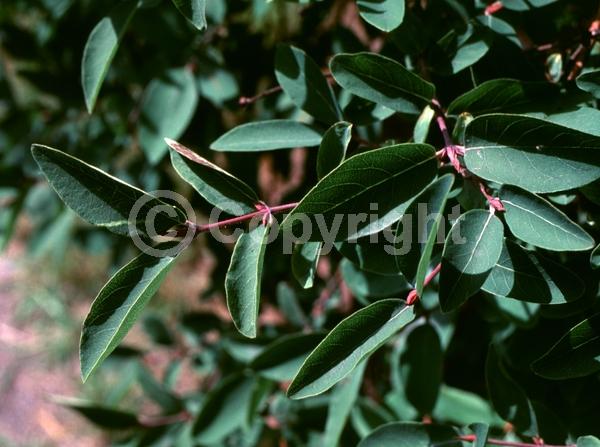Yellow blooms; White blooms; Deciduous
