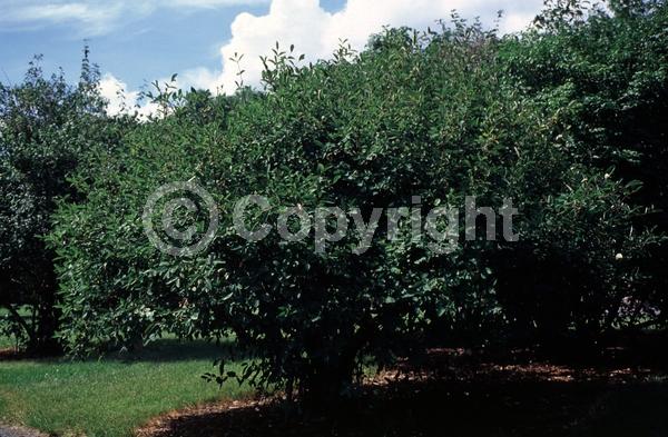 Yellow blooms; White blooms; Deciduous
