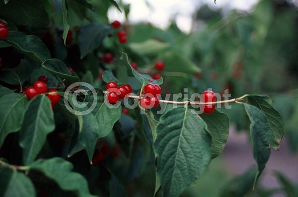 Yellow blooms; White blooms; Deciduous