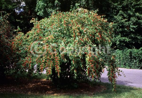 Yellow blooms; White blooms; Deciduous