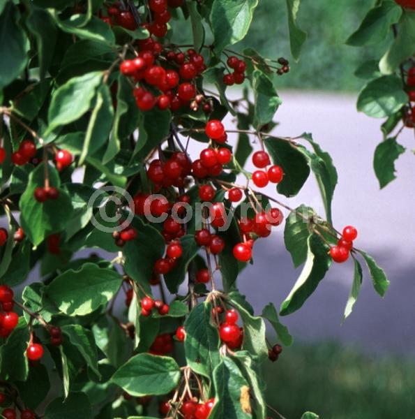 Yellow blooms; White blooms; Deciduous