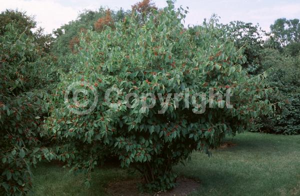 Yellow blooms; White blooms; Deciduous