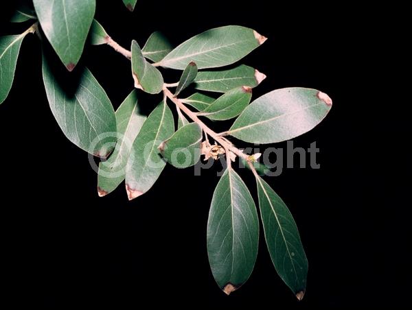 Yellow blooms; White blooms; Deciduous