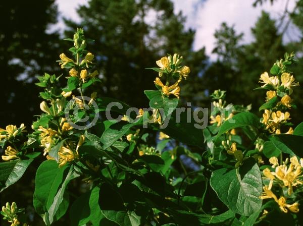 Yellow blooms; White blooms; Deciduous