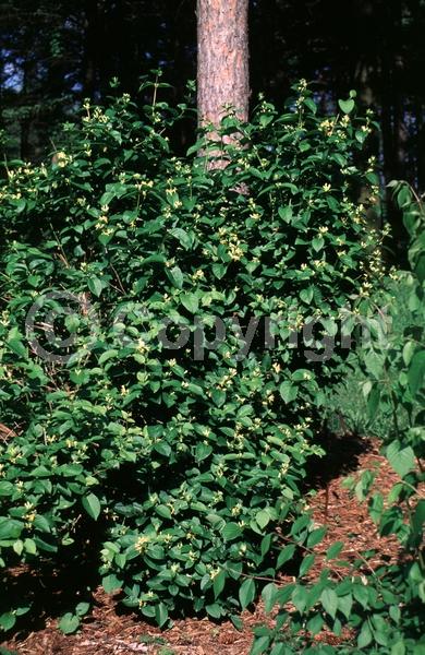 Yellow blooms; White blooms; Deciduous