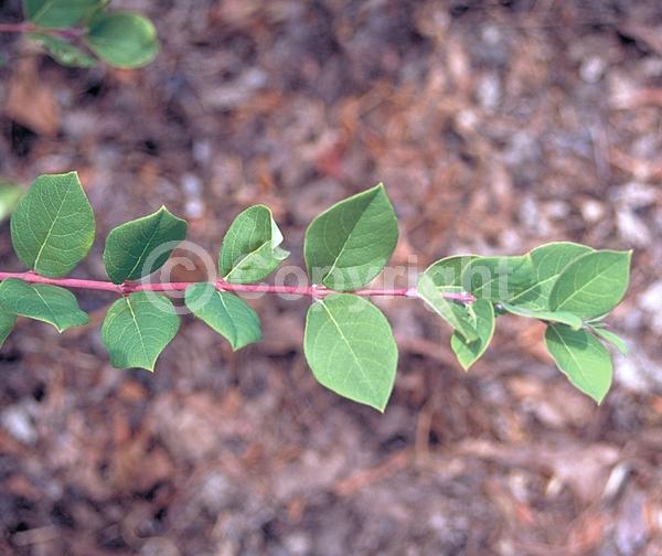 Yellow blooms; White blooms; Semi-evergreen