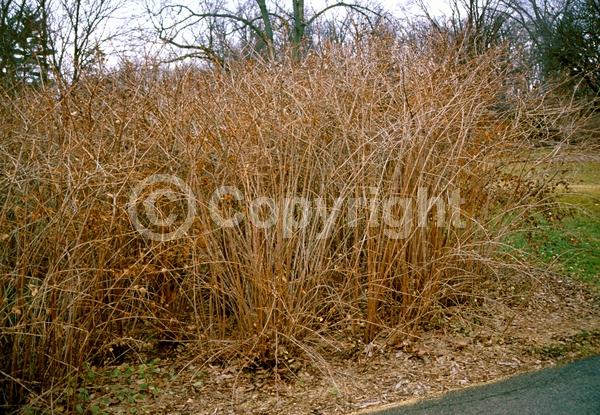 Yellow blooms; White blooms; Semi-evergreen