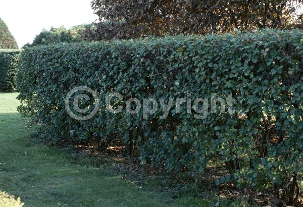 Yellow blooms; White blooms; Semi-evergreen