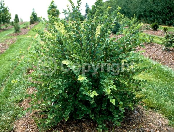 Yellow blooms; White blooms; Semi-evergreen