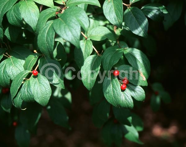 White blooms; Pink blooms; Deciduous