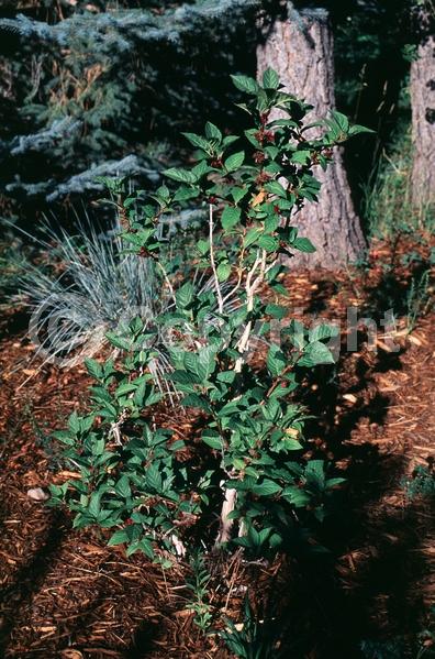 Red blooms; Yellow blooms; Deciduous; North American Native