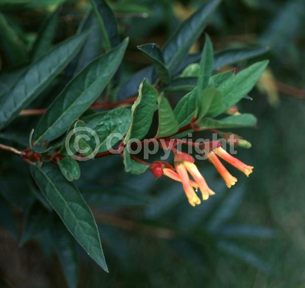 Red blooms; Yellow blooms; Deciduous; North American Native