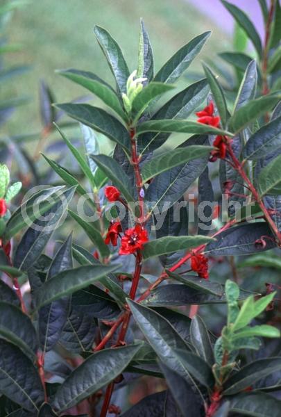 Red blooms; Yellow blooms; Deciduous; North American Native