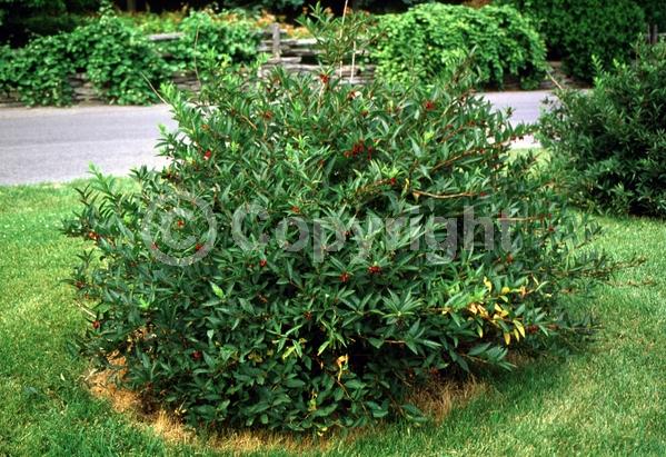 Red blooms; Yellow blooms; Deciduous; North American Native