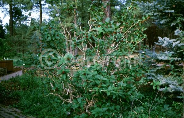 Red blooms; Yellow blooms; Deciduous; North American Native