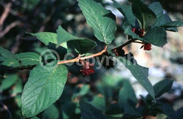 Red blooms; Yellow blooms; Deciduous; North American Native