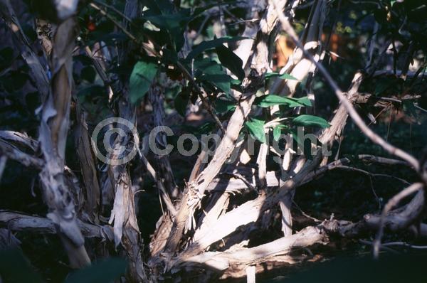 Red blooms; Yellow blooms; Deciduous; North American Native