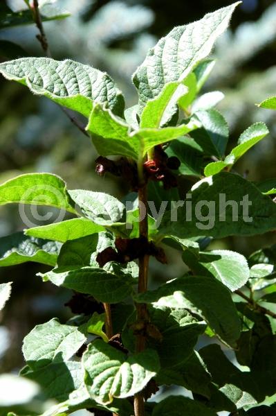 Red blooms; Yellow blooms; Deciduous; North American Native