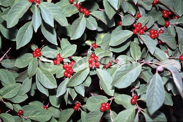 Yellow blooms; White blooms; Deciduous