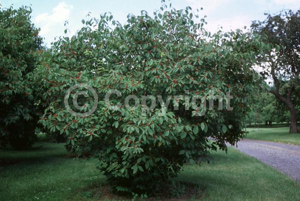 Yellow blooms; White blooms; Deciduous