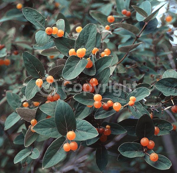 Yellow blooms; White blooms; Deciduous