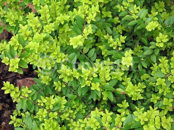 White blooms; Evergreen; Semi-evergreen; Broadleaf