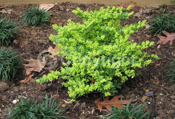 White blooms; Evergreen; Semi-evergreen; Broadleaf