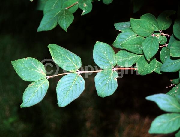 White blooms; Deciduous
