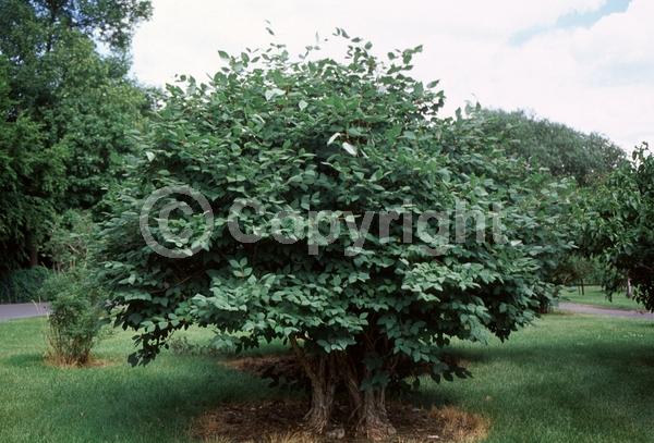 White blooms; Deciduous