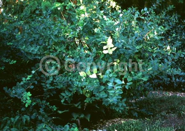 White blooms; Semi-evergreen