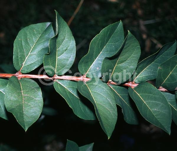 White blooms; Semi-evergreen