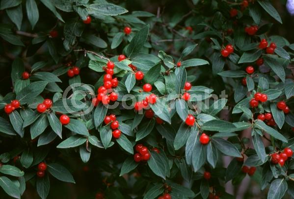 Pink blooms; Deciduous