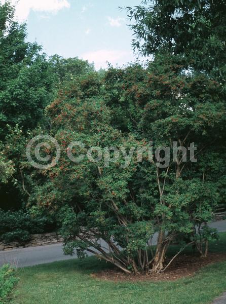 Pink blooms; Deciduous