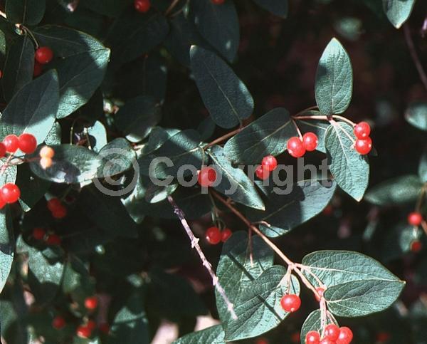 Yellow blooms; White blooms; Deciduous
