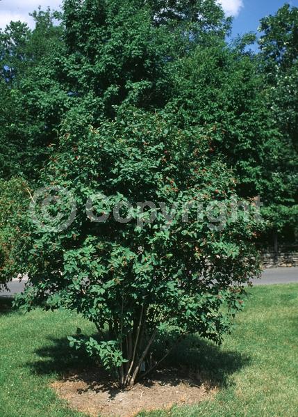 Yellow blooms; White blooms; Deciduous