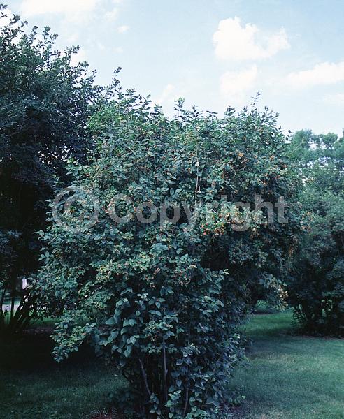 White blooms; Pink blooms; Semi-evergreen; 