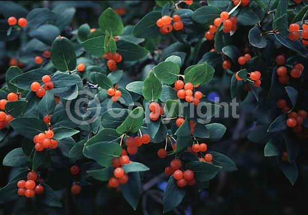 White blooms; Pink blooms; Semi-evergreen; 