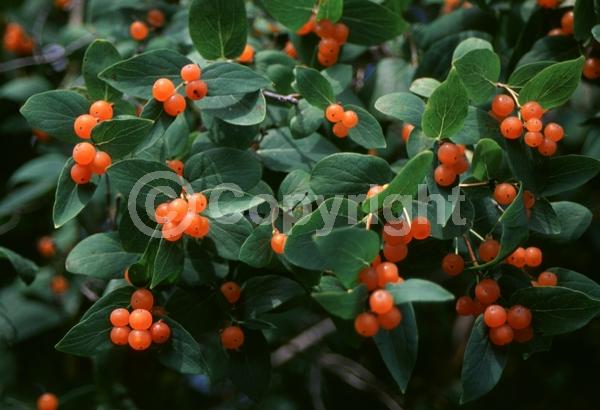 White blooms; Pink blooms; Semi-evergreen; 