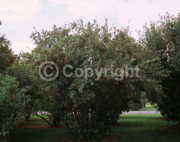 Pink blooms; Salmon blooms; Semi-evergreen; 