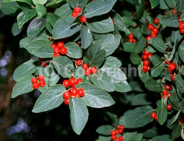 Pink blooms; Salmon blooms; Semi-evergreen; 