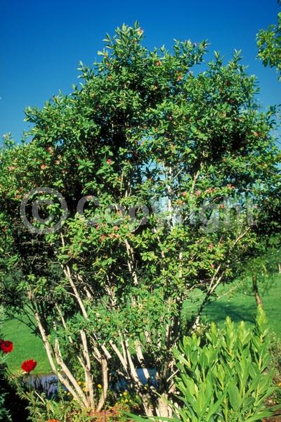 White blooms; Pink blooms; Semi-evergreen